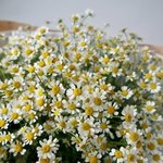 Ромашки (матрикария): 15 цветков в крафт-бумаге. Доставка цветов в Санкт-Петербурге недорого - Фотография 7