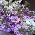 Ароматная маттиола: фактурные соцветия и лёгкий аромат в Санкт-Петербурге - Фотография 6