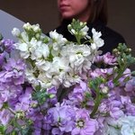 Ароматная маттиола: фактурные соцветия и лёгкий аромат в Санкт-Петербурге - Фотография 13