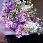 Ароматная маттиола: фактурные соцветия и лёгкий аромат в Санкт-Петербурге - Фотография 12