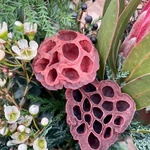 Принцесса Мононоке в Санкт-Петербурге  - Фотография 6