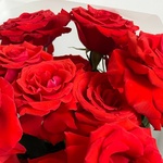 Май Харт: 15 алых роз сорта Нина  в Санкт-Петербурге - Фотография 11