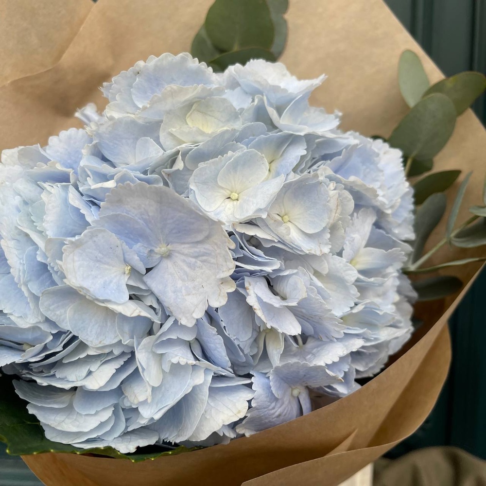 Глаза в глаза: голубая гортензия и ароматный эвкалипт