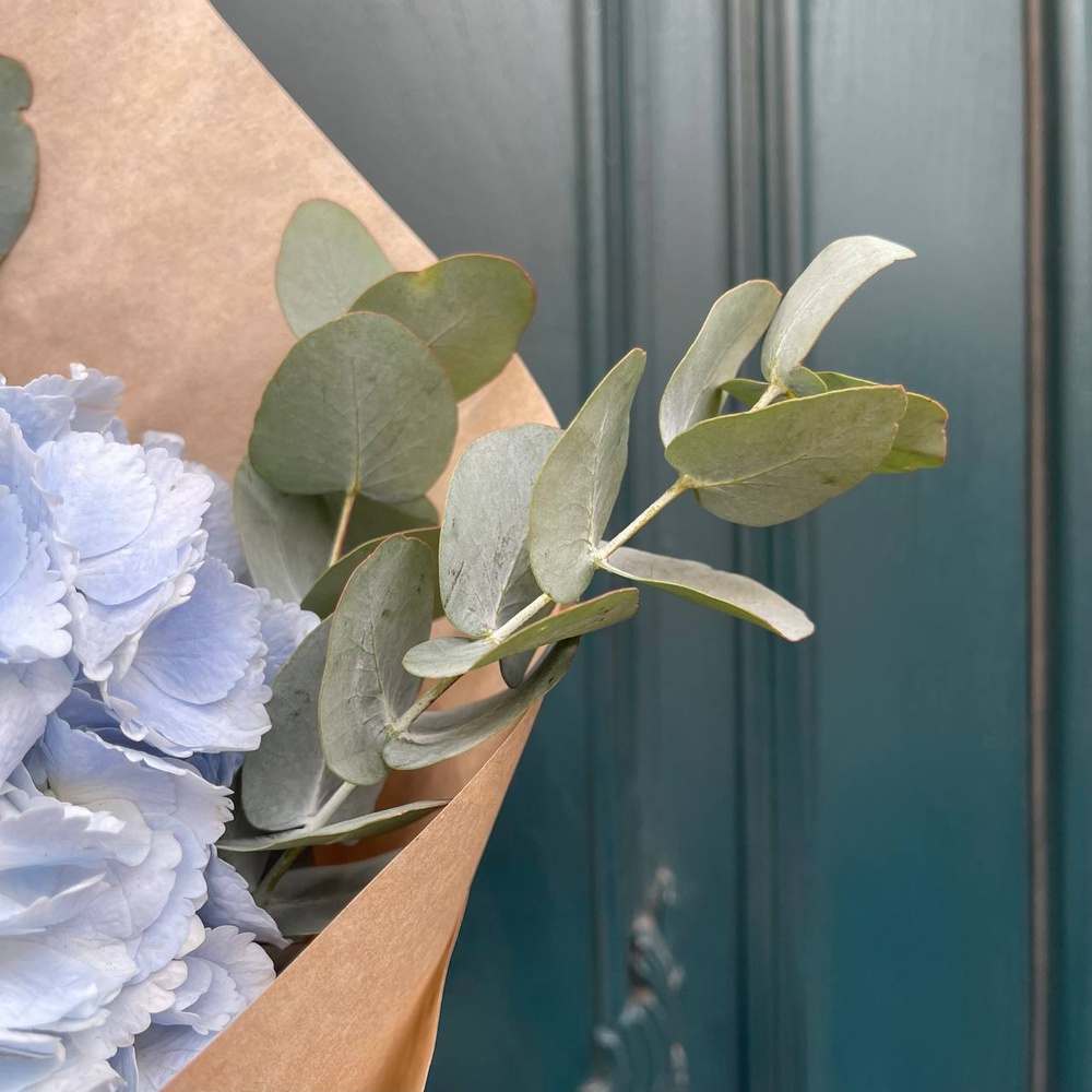 Глаза в глаза: голубая гортензия и ароматный эвкалипт