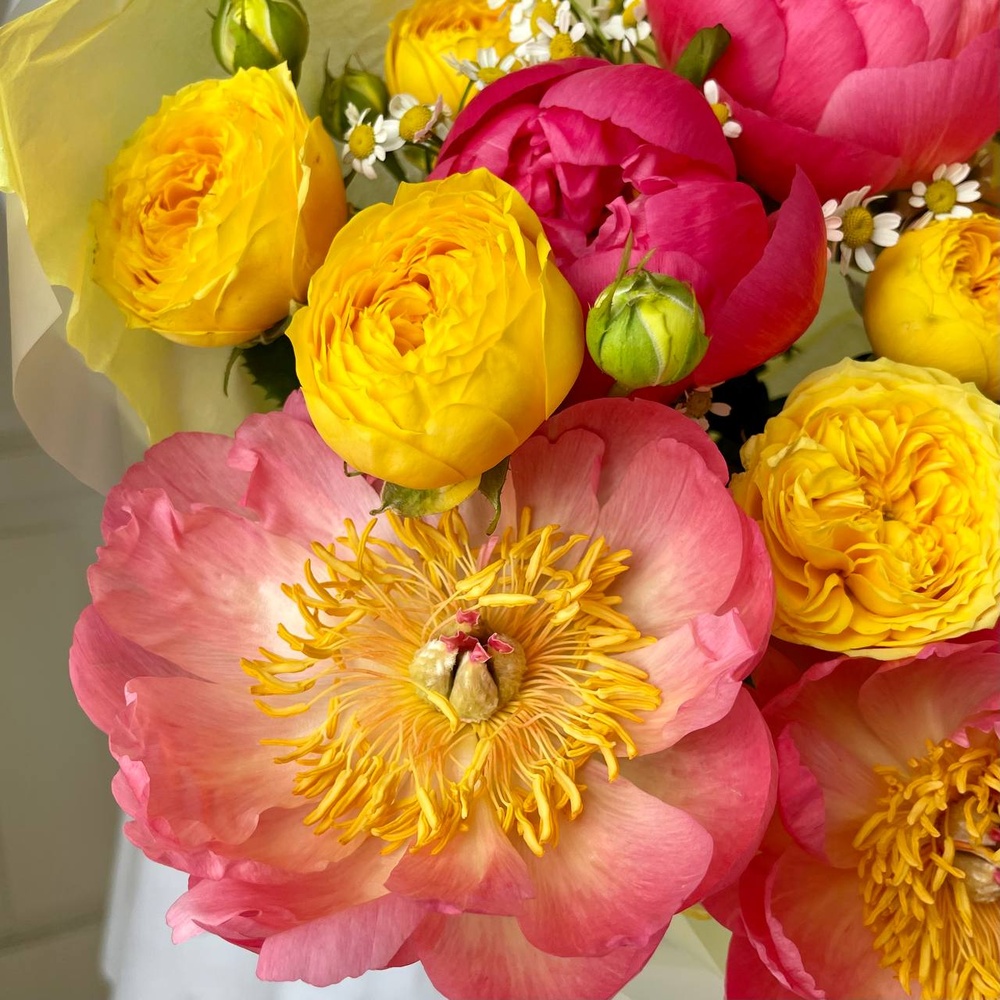 Рен-ле-Шато: коралловые пионы и пионовидная роза