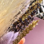 Лавандовое полюшко: яркий вечный букет с доставкой по СПб - Фотография 8