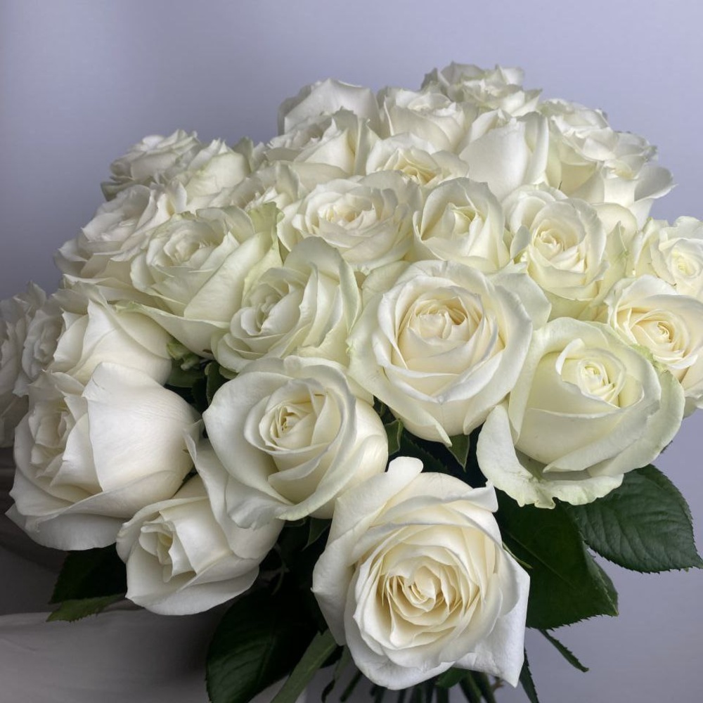 Свежие 31 белая роза под ленту