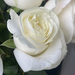 Свежие 81 белая роза в крафте - Фотография 10