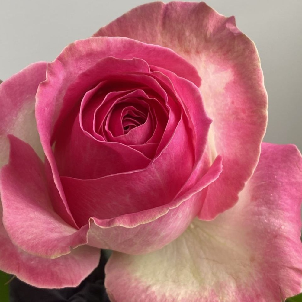 Свежих 17 розовых роз в крафте