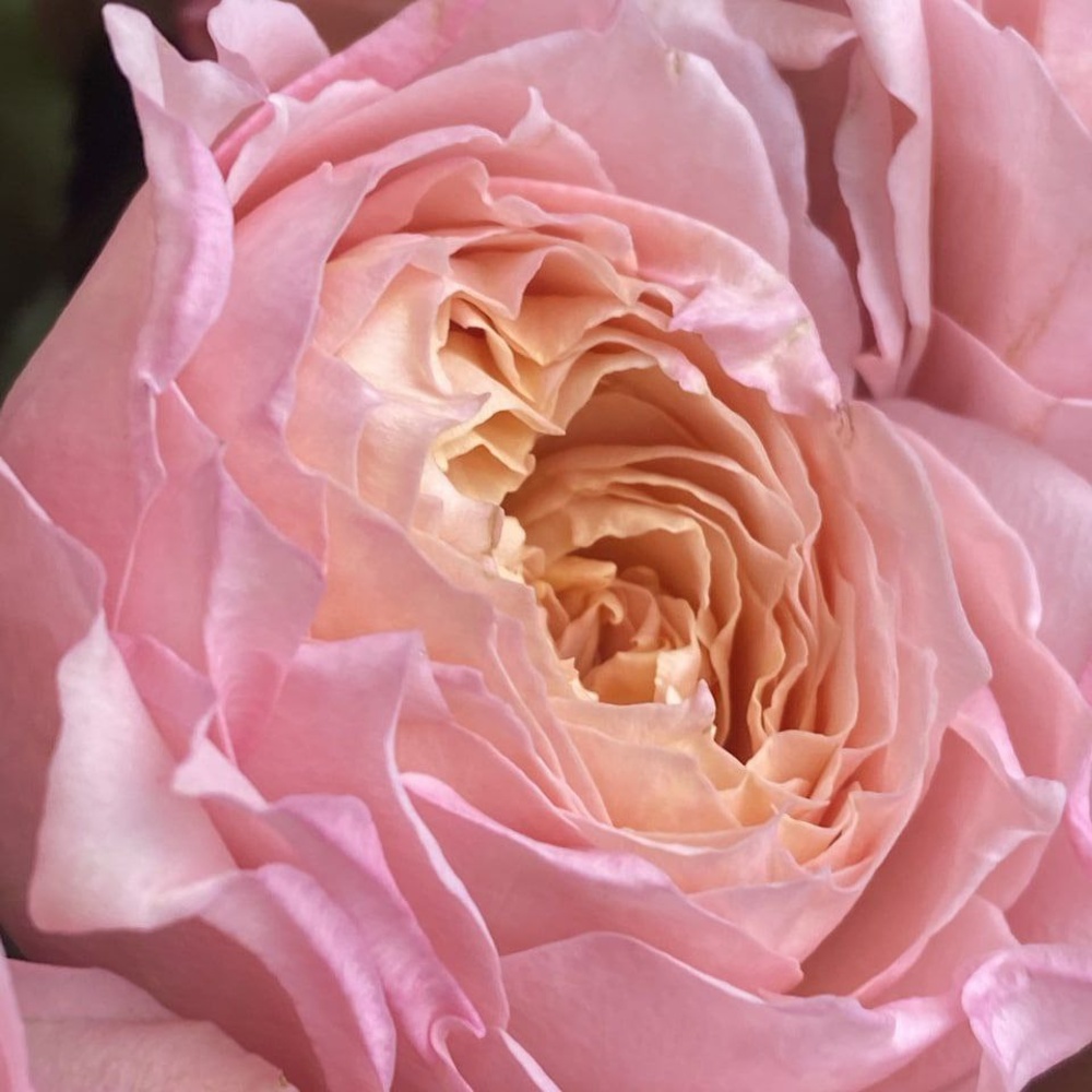 Свежих 15 кустовых пионовидных роз Джульетта в крафте