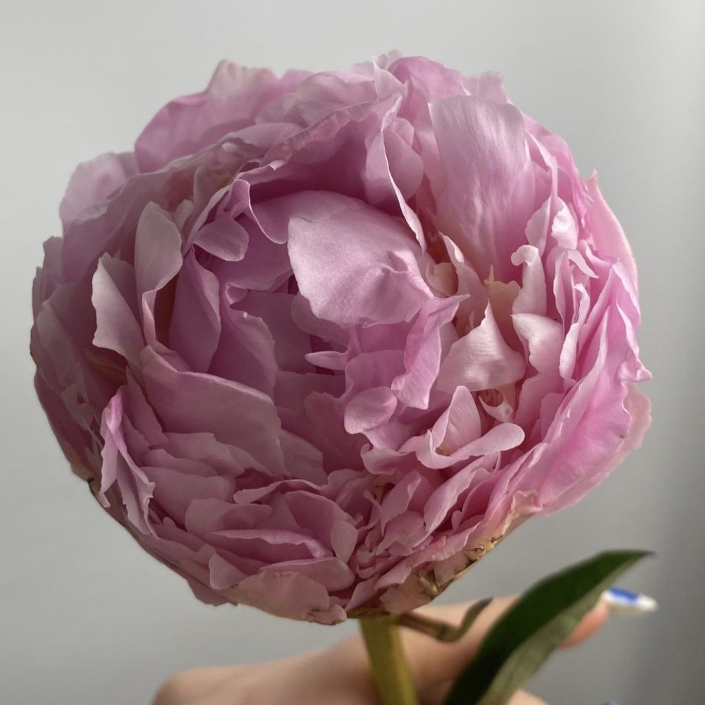 Свежий 51 розовый пион в крафте