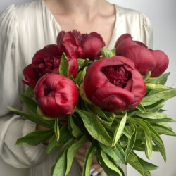 Букет «Свежих 5 бордовых пионов под ленту »