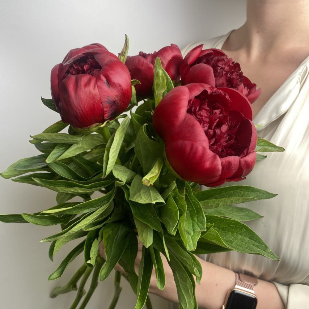 Свежих 5 бордовых пионов под ленту 