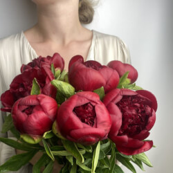 Букет «Свежих 7 бордовых пионов под ленту»