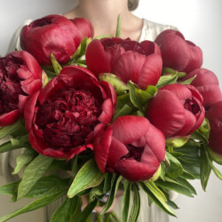Букет «Свежих 11 бордовых пионов под ленту »