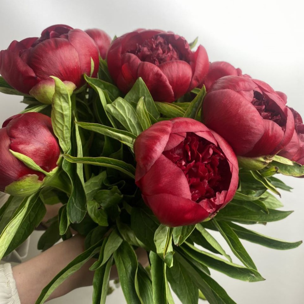 Свежих 11 бордовых пионов под ленту 