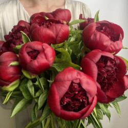Букет «Свежих 13 бордовых пионов под ленту » Букет «Свежих 13 бордовых пионов под ленту »