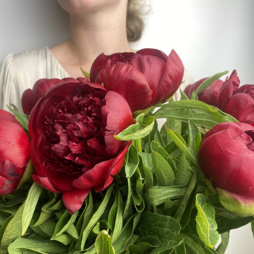 Свежих 15 бордовых пионов под ленту 