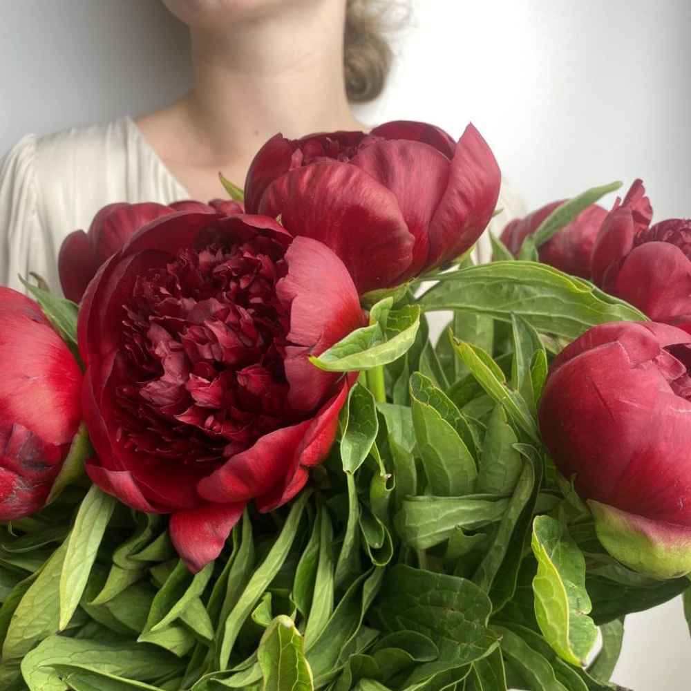 Свежих 19 бордовых пионов под ленту 