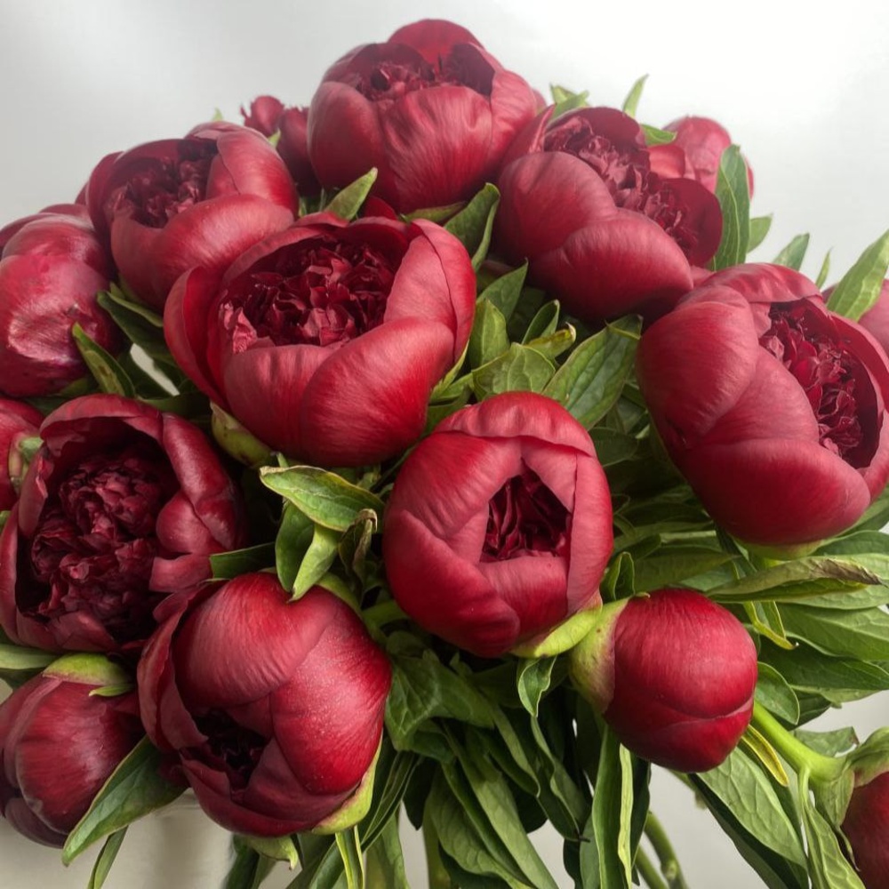 Свежий 21 бордовый пион под ленту 