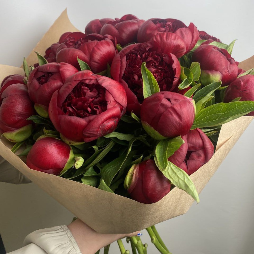 Свежий 21 бордовый пион в крафте