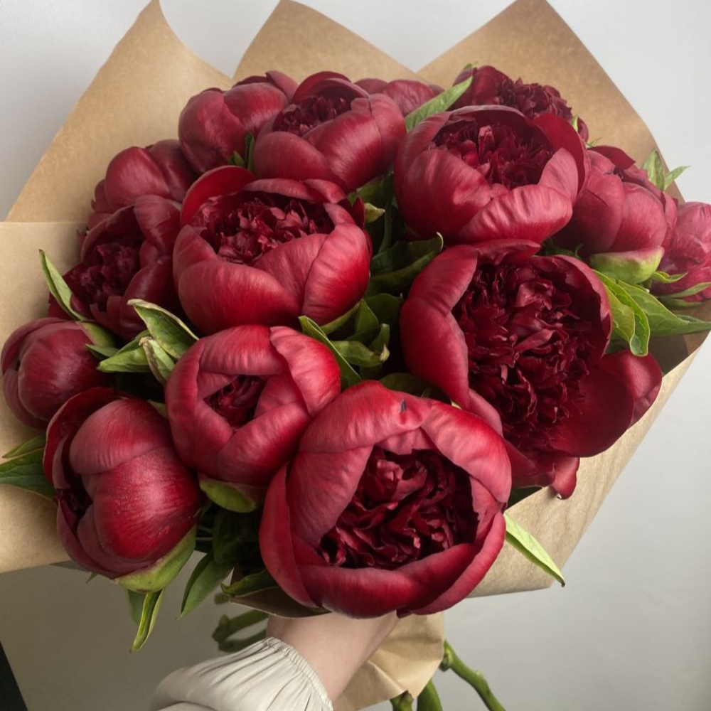 Свежих 19 бордовых пионов в крафте
