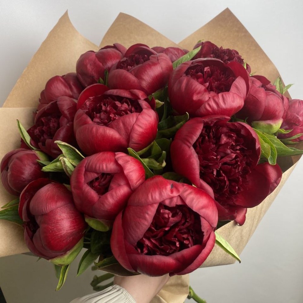 Свежих 17 бордовых пионов в крафте