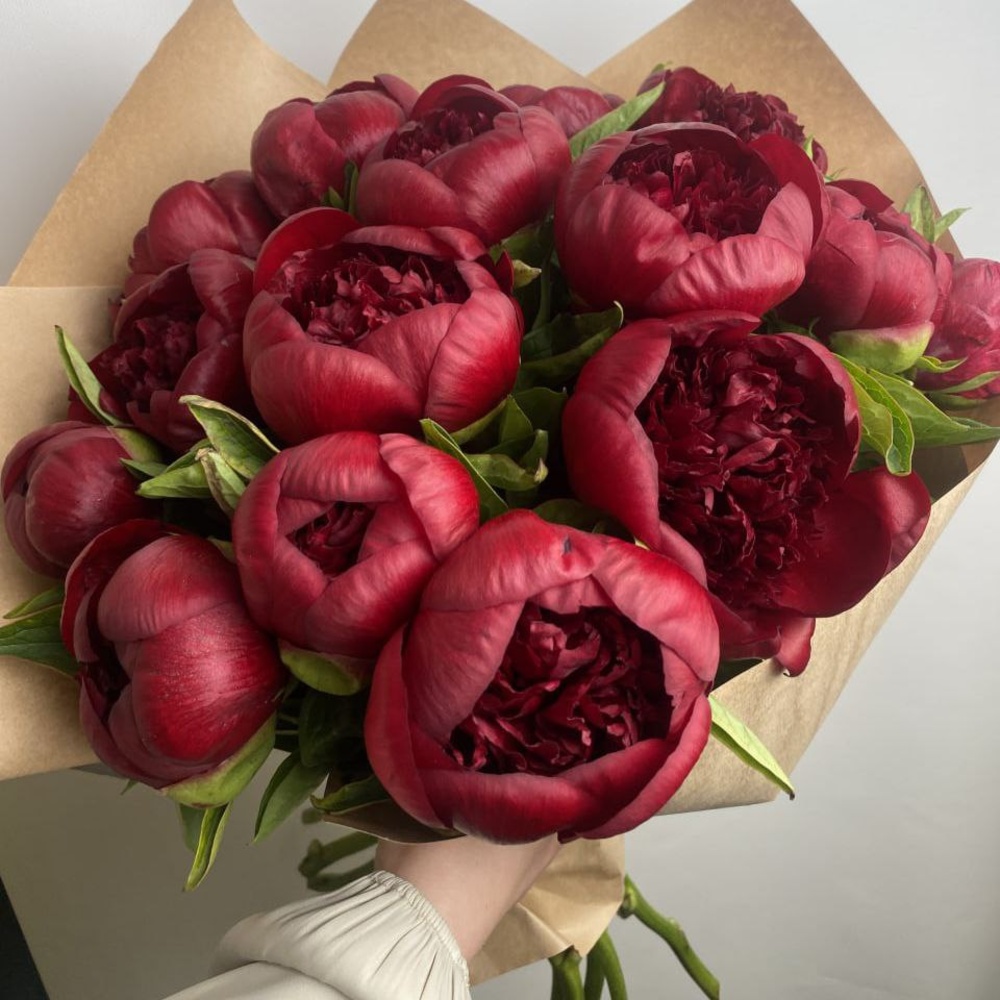 Свежих 15 бордовых пионов в крафте