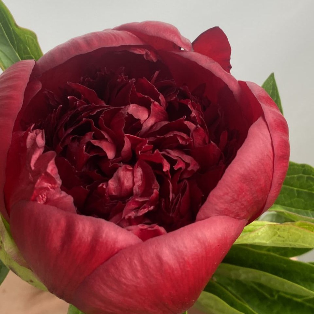 Свежих 3 бордовых пиона в крафте