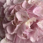 Доставка букетов по СПБ - Фотография 5