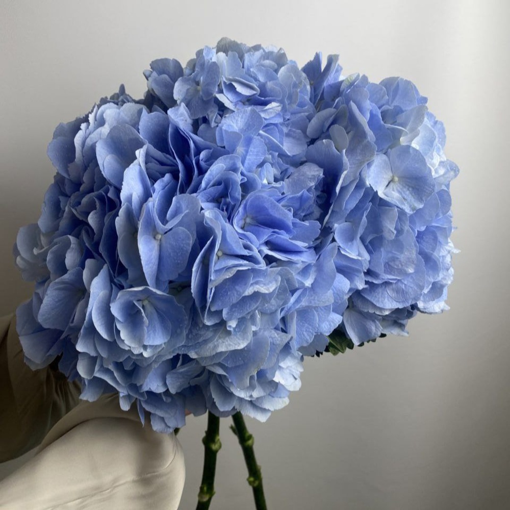 Свежих 3 голубых гортензий под ленту