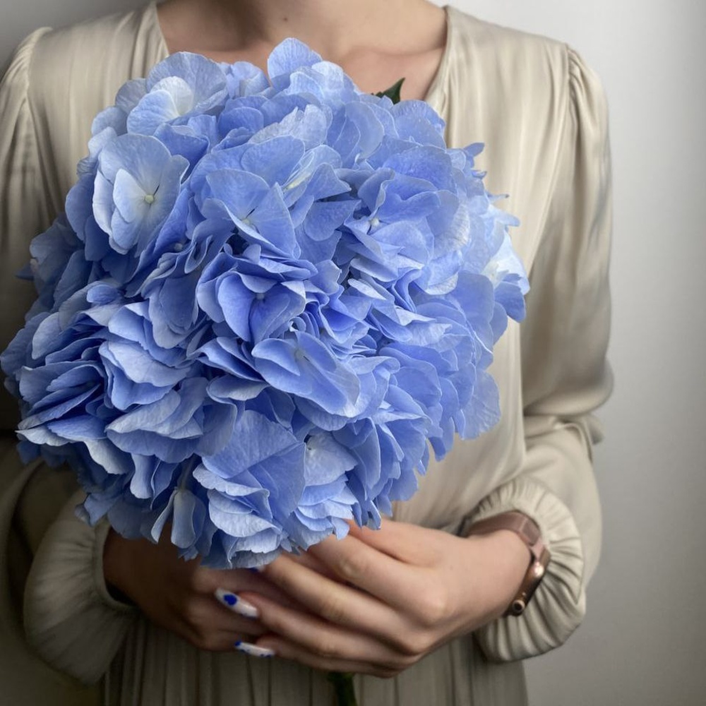Свежая голубая гортензия в крафт 