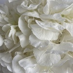 Доставка букетов по СПБ - Фотография 4