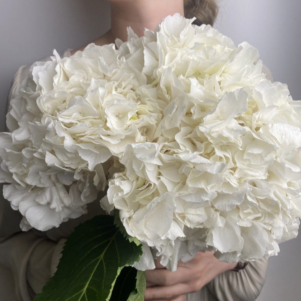 Свежих 3 белых гортензий под ленту