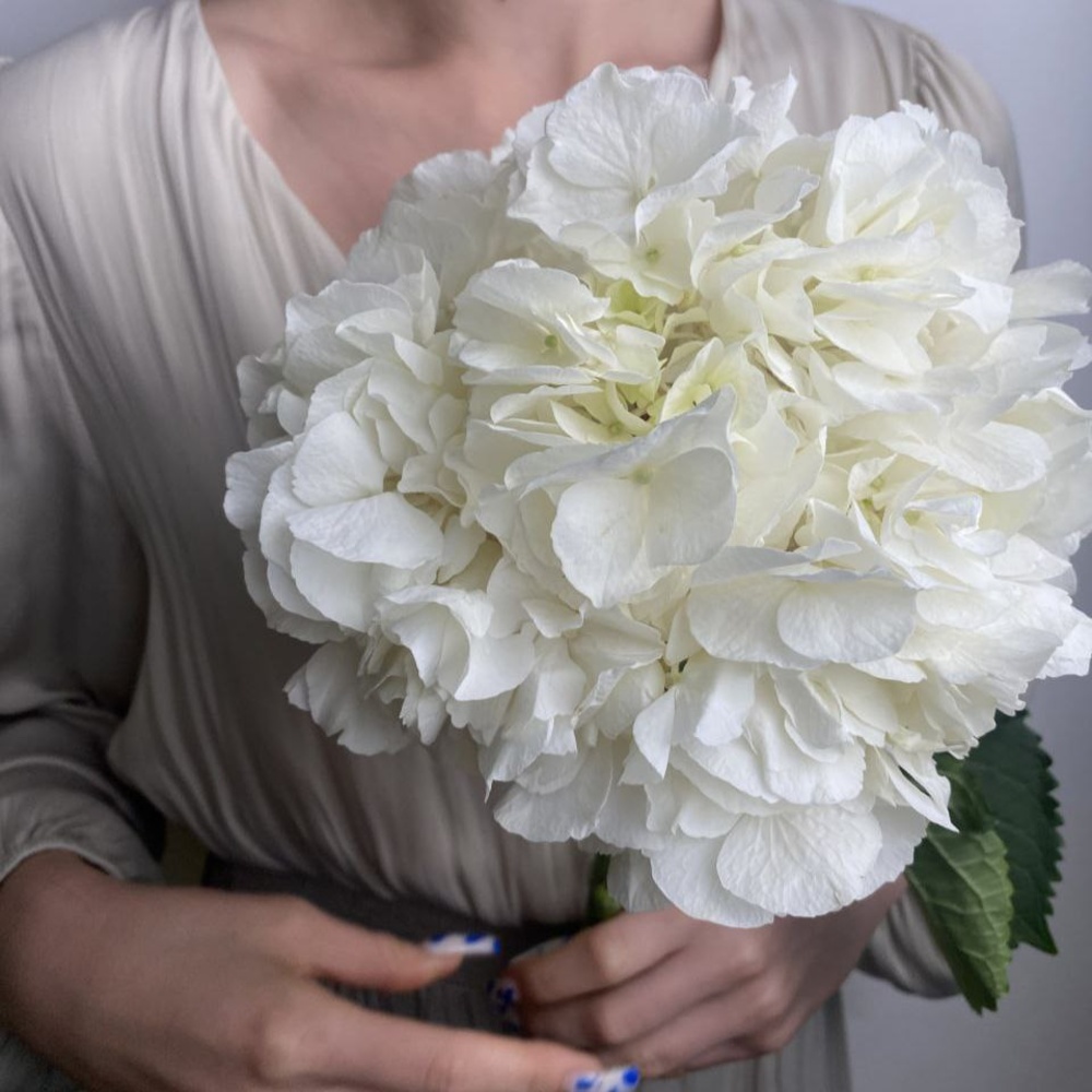 Свежих 5 белых гортензий в крафт 