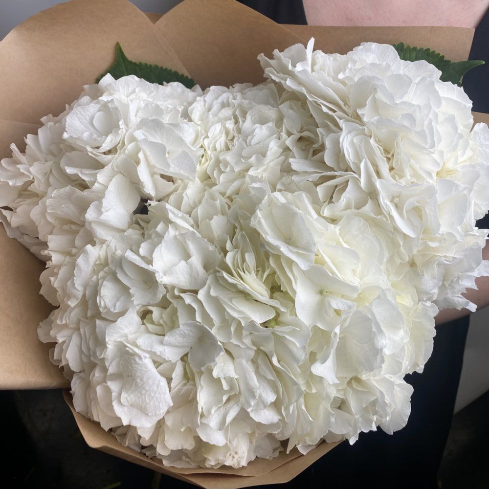 Свежих 5 белых гортензий в крафт 