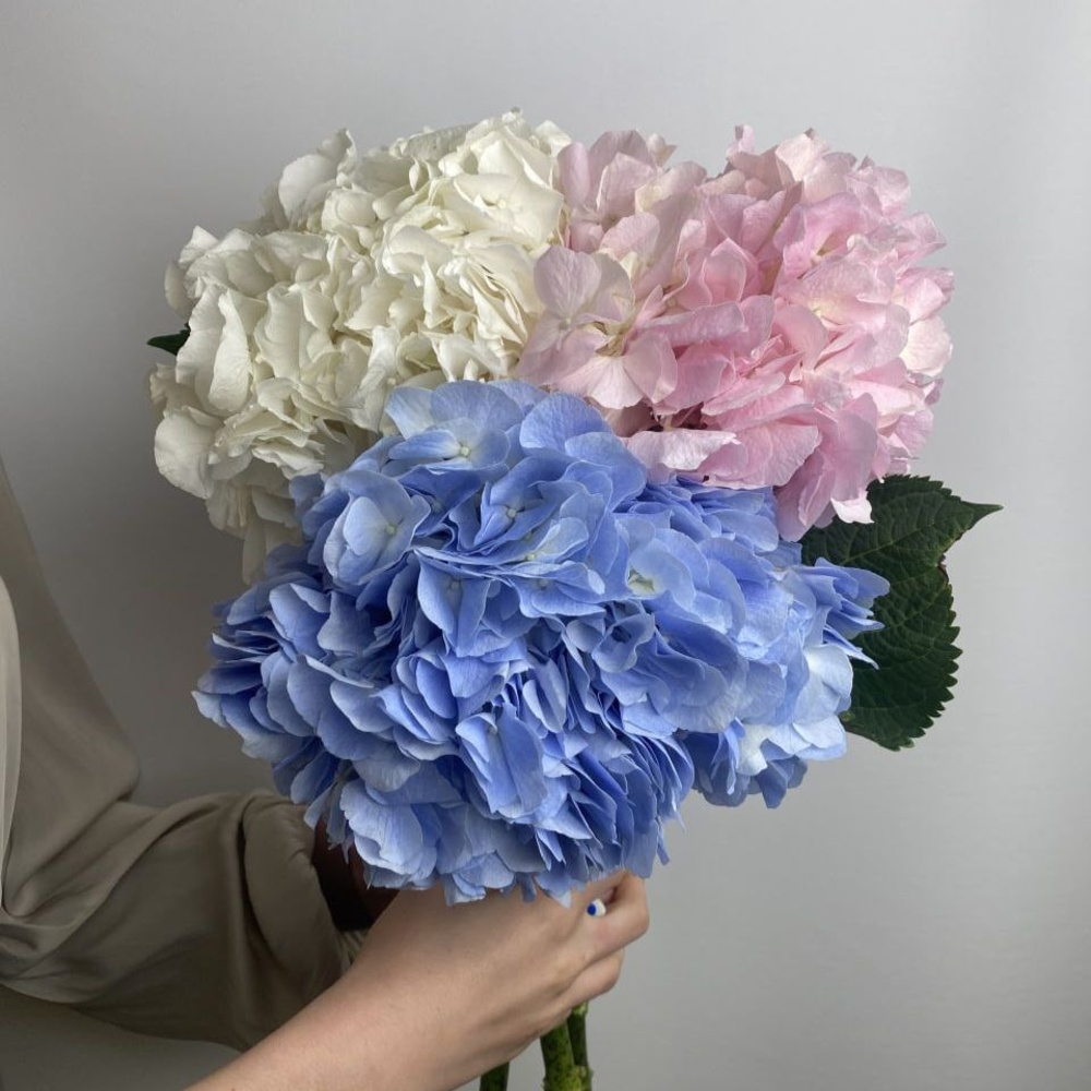 Микс свежих 3 гортензий под ленту