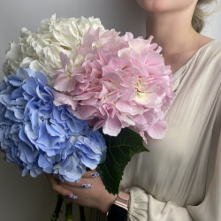 Букет «Микс свежих 3 гортензий под ленту»