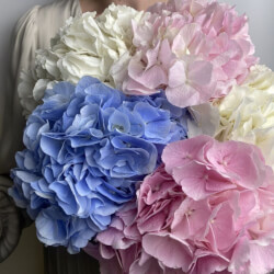 Букет «Микс свежих 5 гортензий под ленту» Букет «Микс свежих 5 гортензий под ленту»