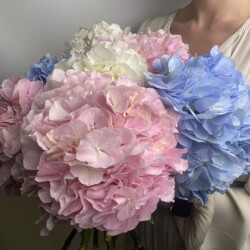 Букет «Микс свежих 7 гортензий под ленту» Букет «Микс свежих 7 гортензий под ленту»