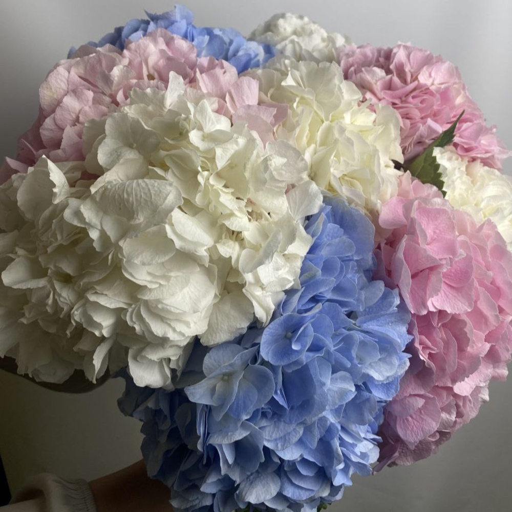 Микс свежих 9 гортензий под ленту