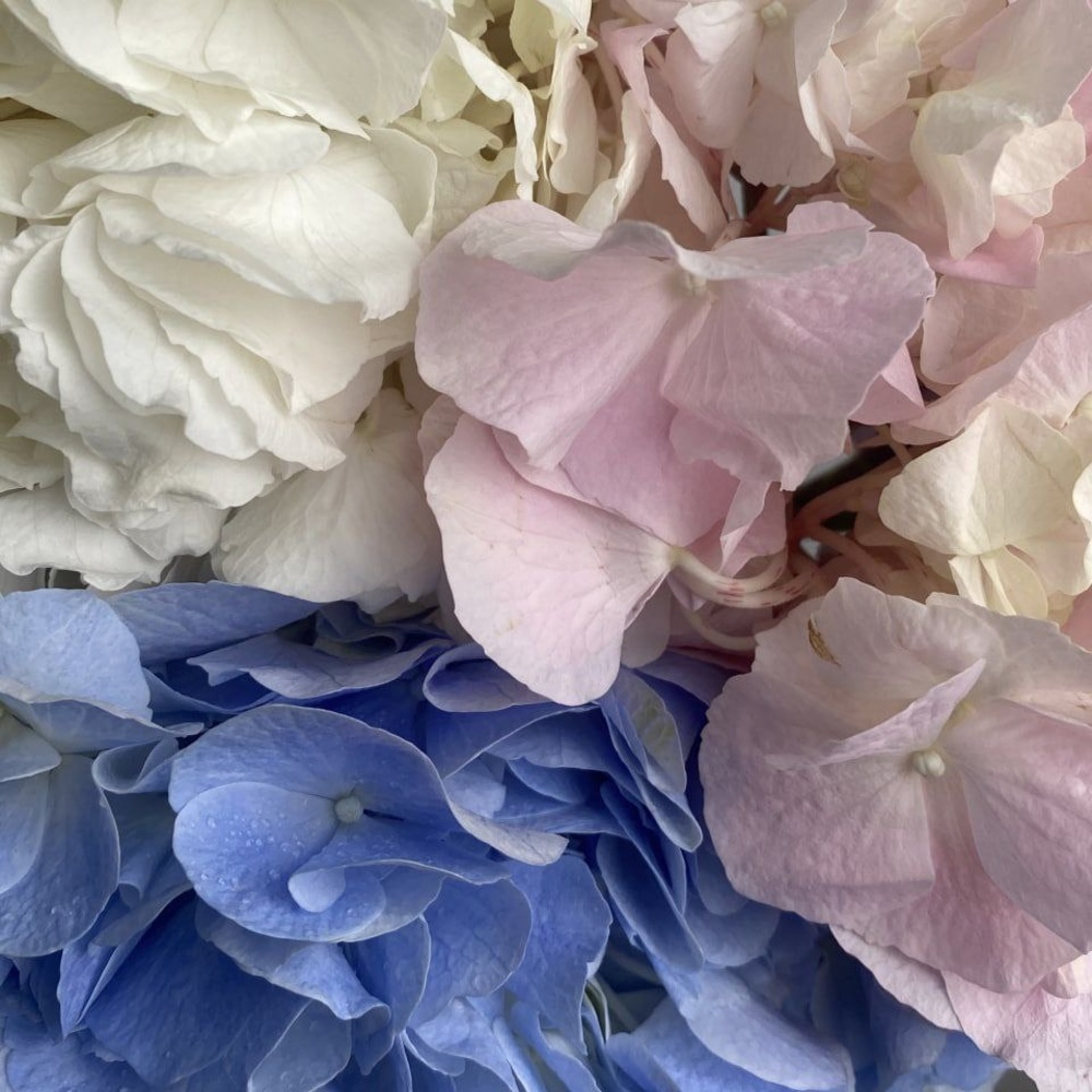 Микс свежих 11 гортензий под ленту