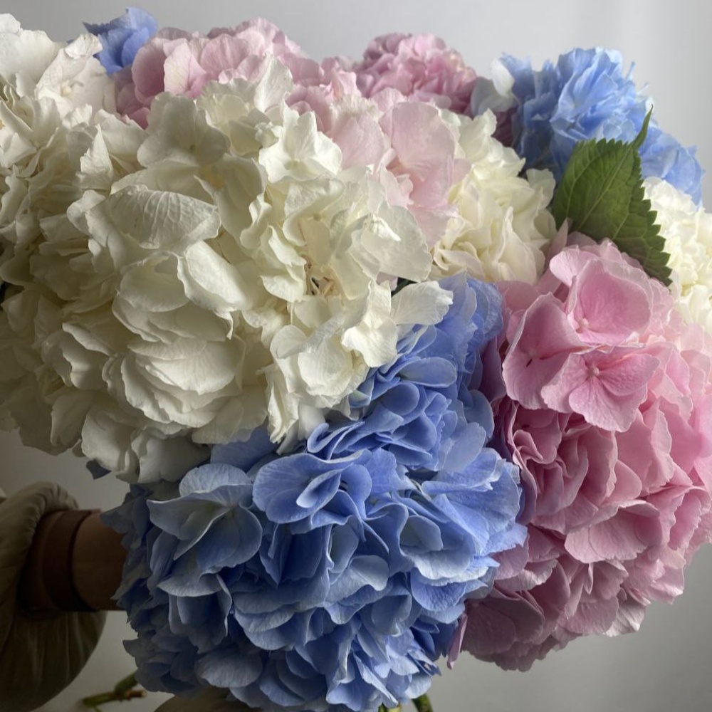 Микс свежих 11 гортензий под ленту