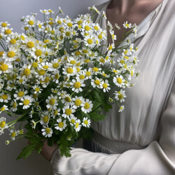 Букет «Свежих 7 кустовых ромашек под ленту» Букет «Свежих 7 кустовых ромашек под ленту»