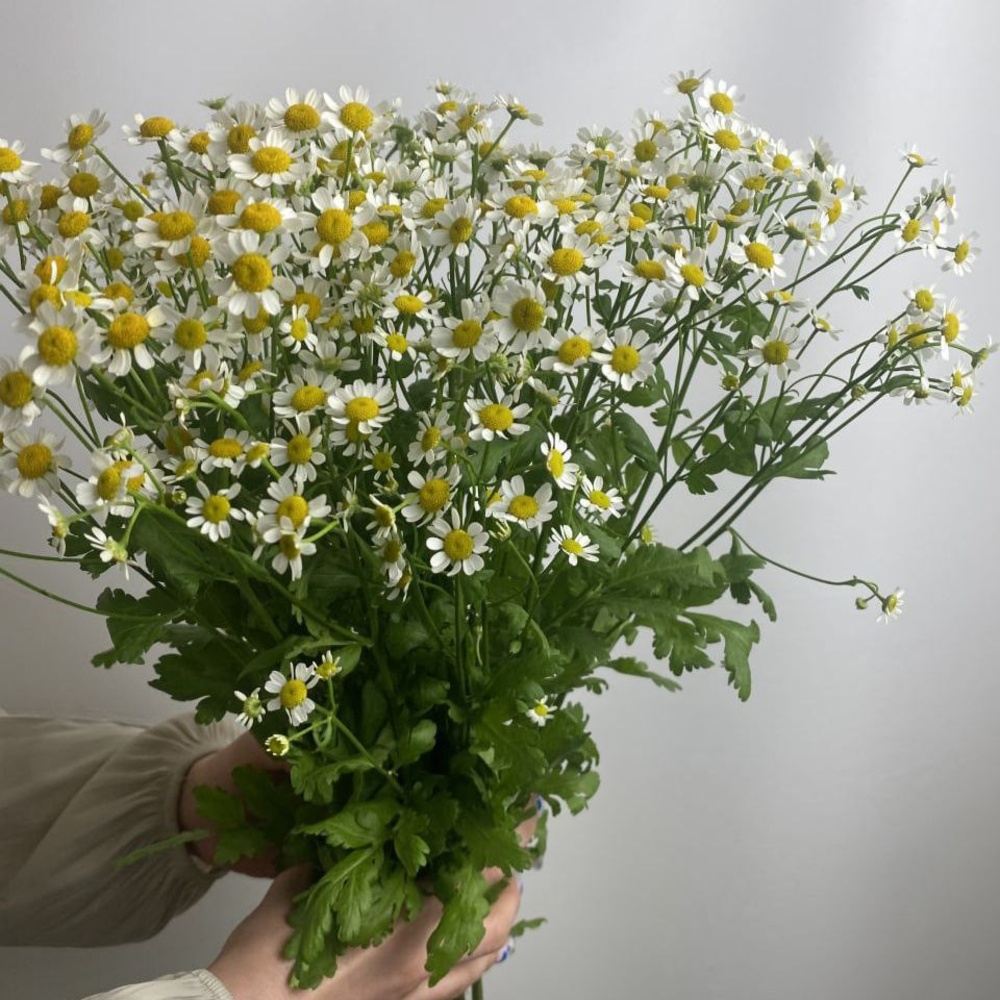 Свежих 9 кустовых ромашек под ленту