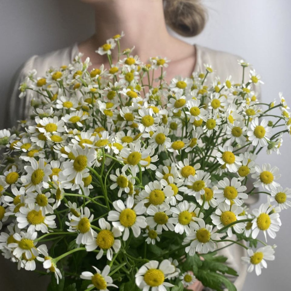 Свежих 11 кустовых ромашек под ленту