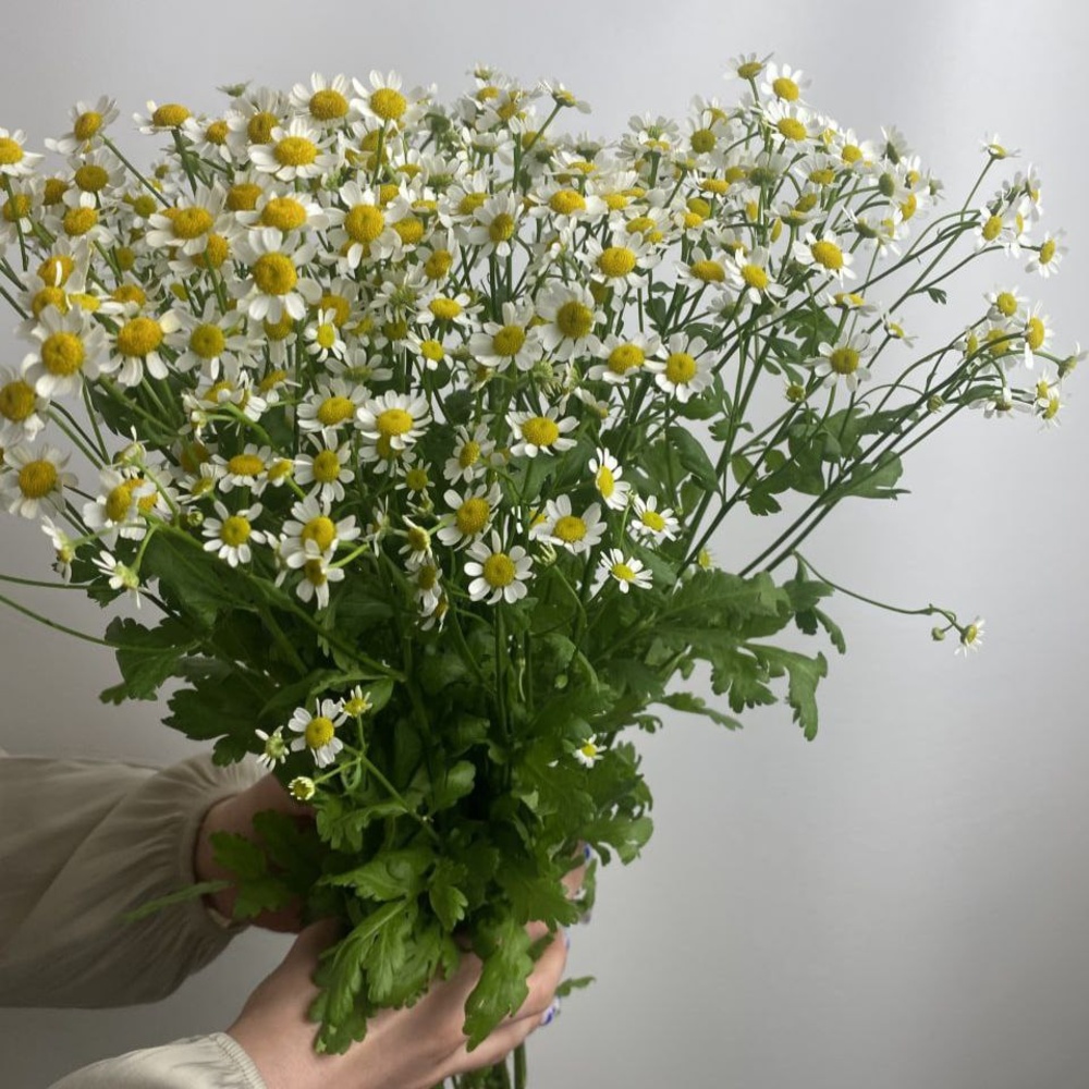 Свежих 11 кустовых ромашек под ленту