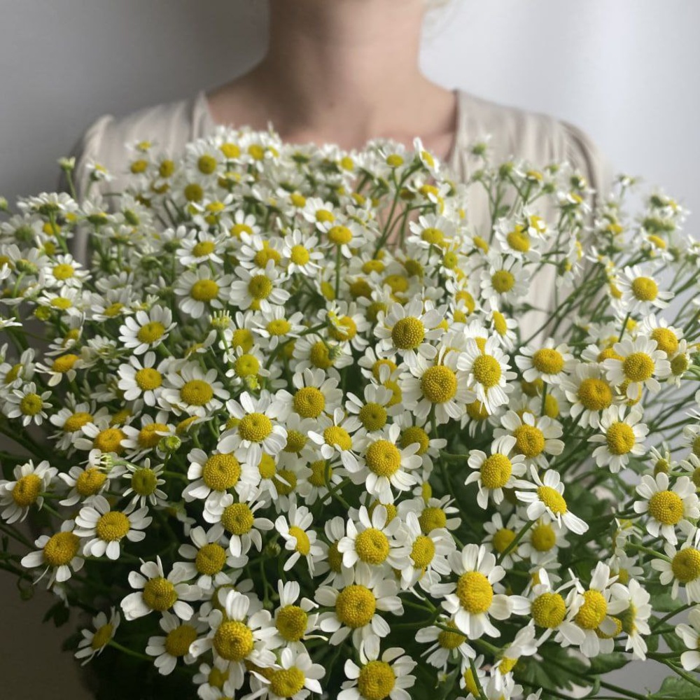 Свежих 13 кустовых ромашек под ленту