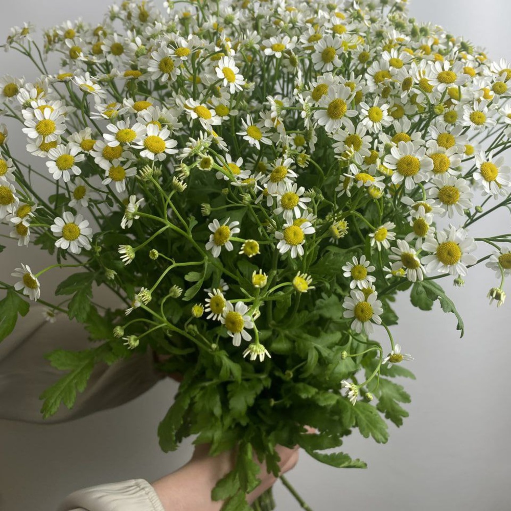 Свежих 13 кустовых ромашек под ленту