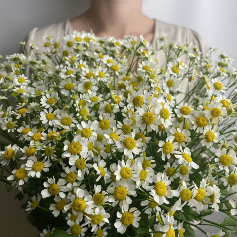 Свежих 15 кустовых ромашек под ленту